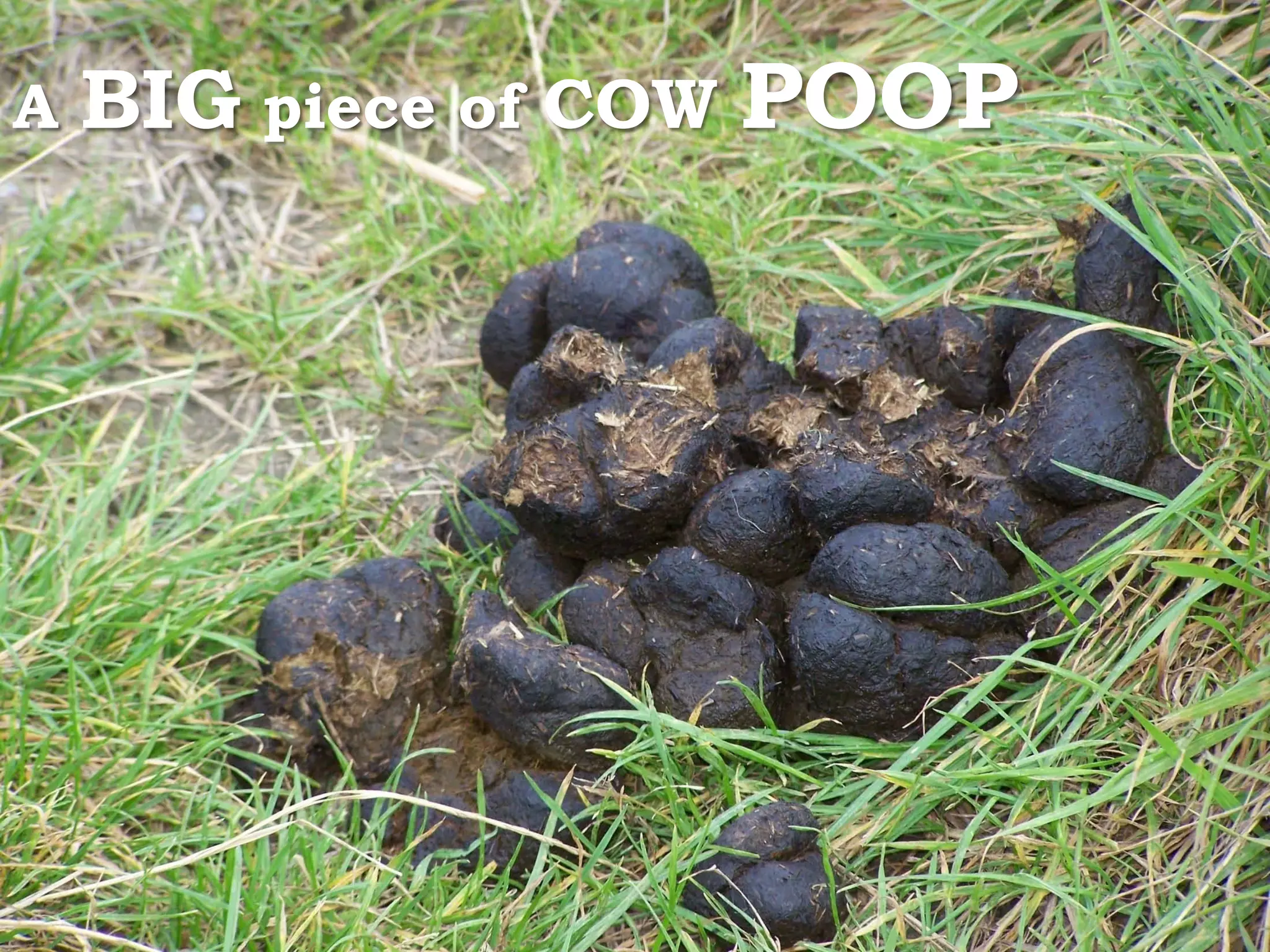 A   BIG piece of COW POOP
 
