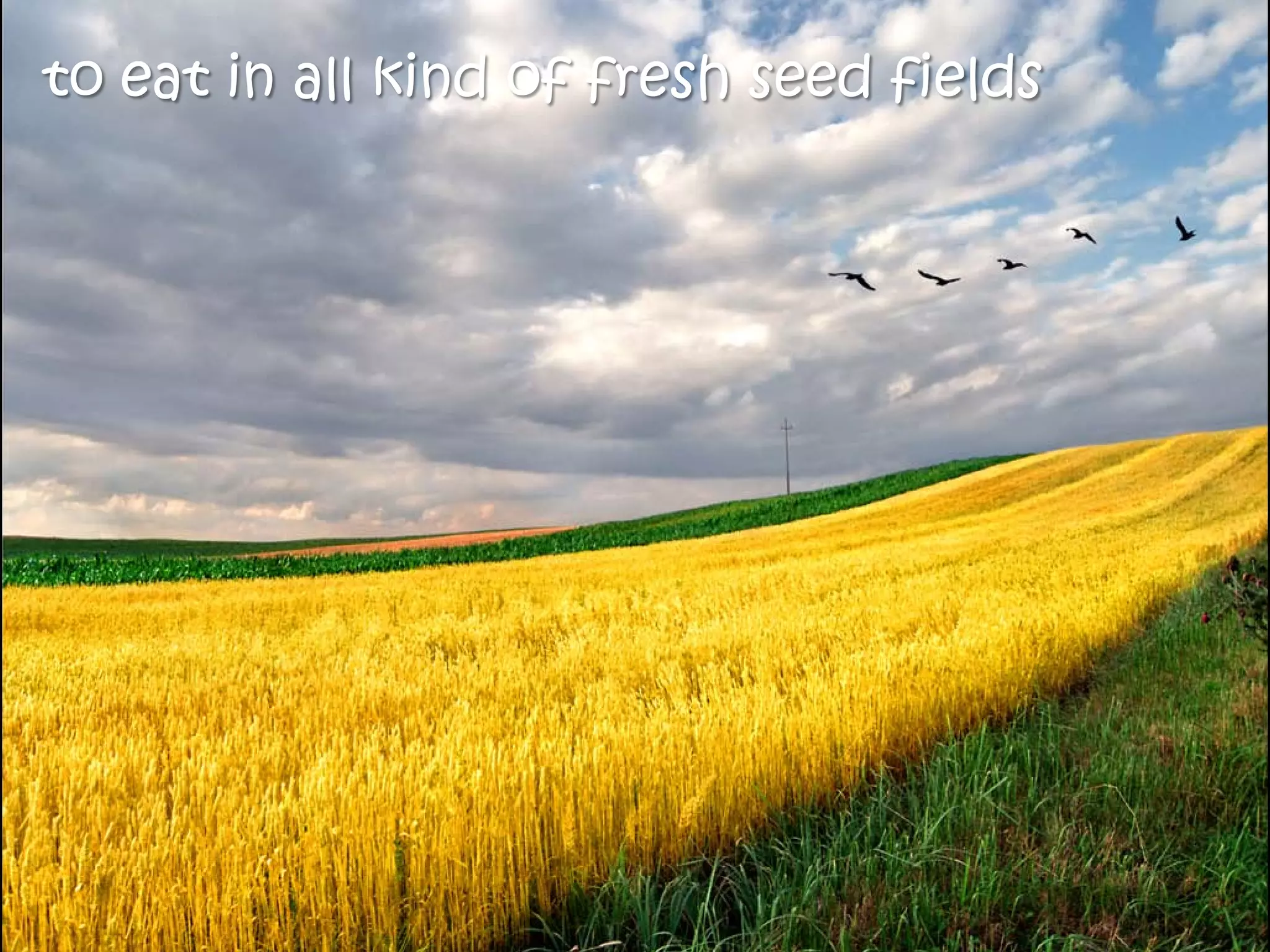 to eat in all kind of fresh seed fields
 