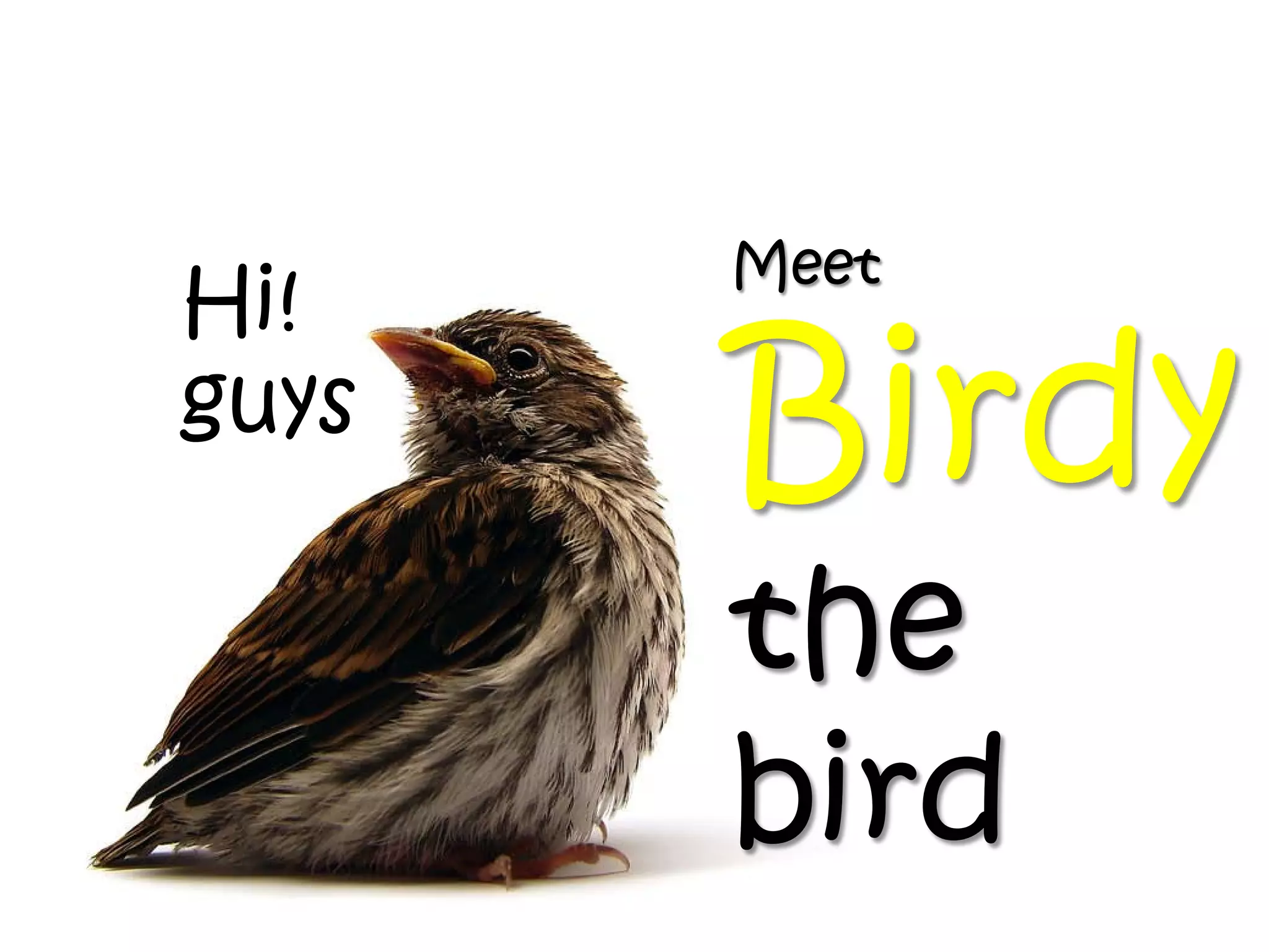 Meet
Hi!
guys
       Birdy
       the
       bird
 