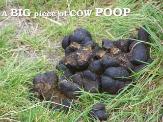 A   BIG piece of COW POOP
 