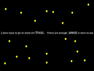 I dont have to go to move for Food.   Tnere are enough   seeds in here to eat
 