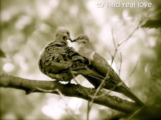 to find real love
 