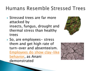 Stressed trees are far more attacked by insects, fungus, drought and thermal stress than healthy treesSo, are employees- stress them and get high rate of turn-over and absenteeism. Employees do show clay-like behavior, as Anani demonstratedHumans Resemble Stressed Trees