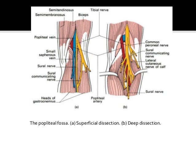 popliteal fossa