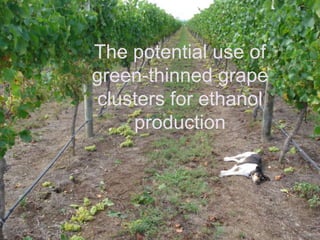 The potential use of green-thinned grape clusters for ethanol production 