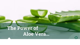 The Power of
Aloe Vera…
 