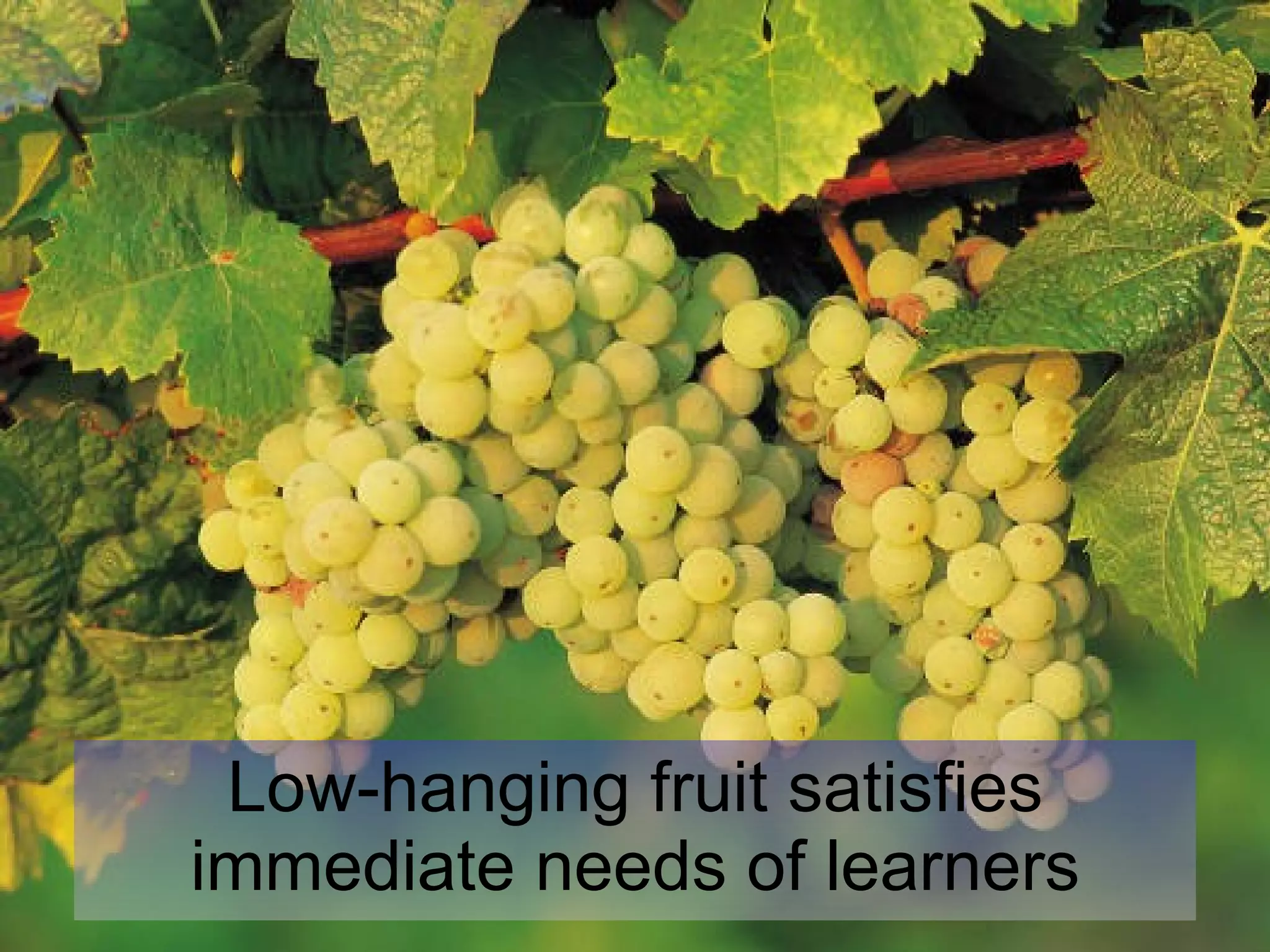Low-hanging fruit satisfies immediate needs of learners 