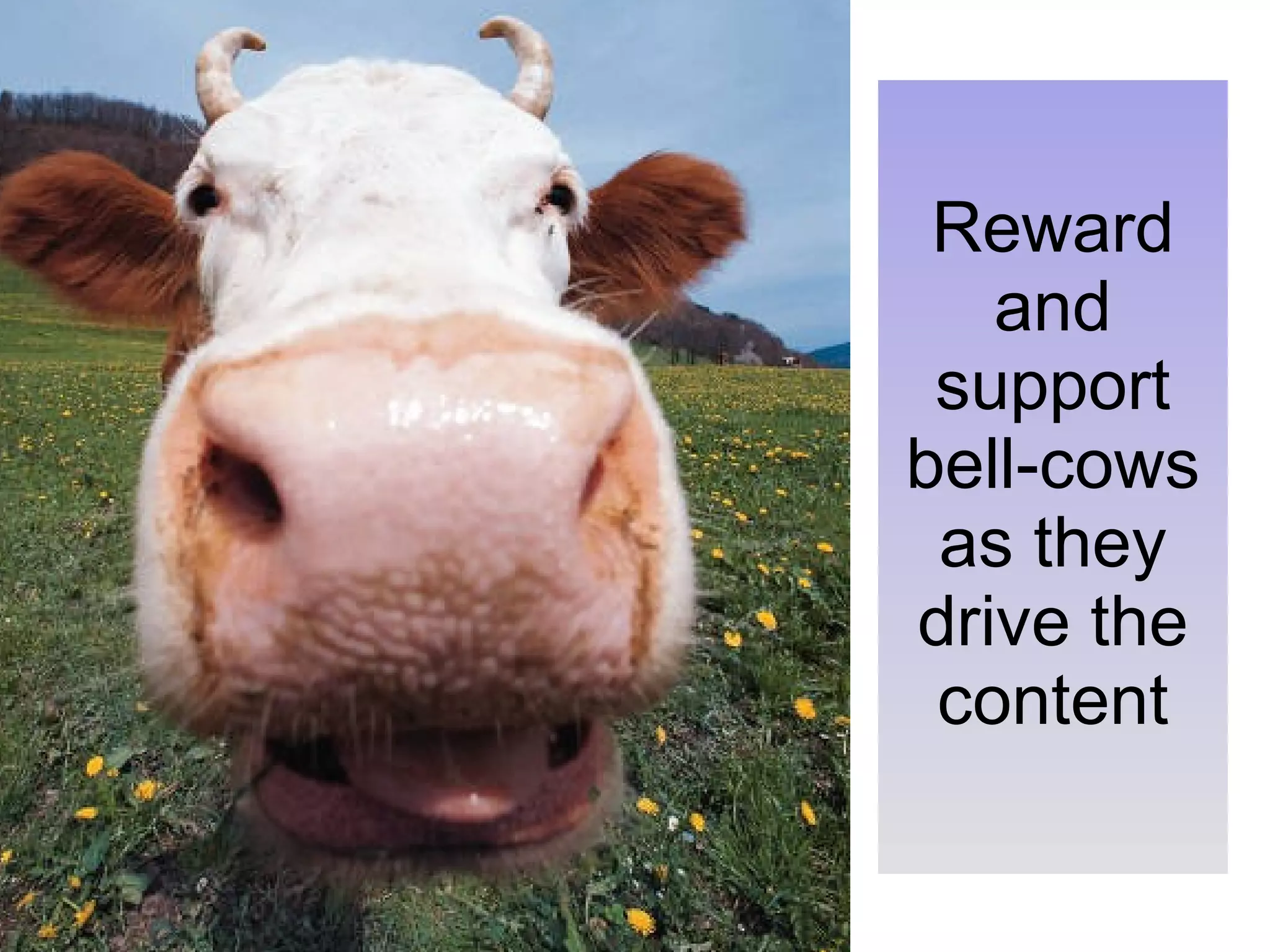 Reward and support bell-cows as they drive the content 