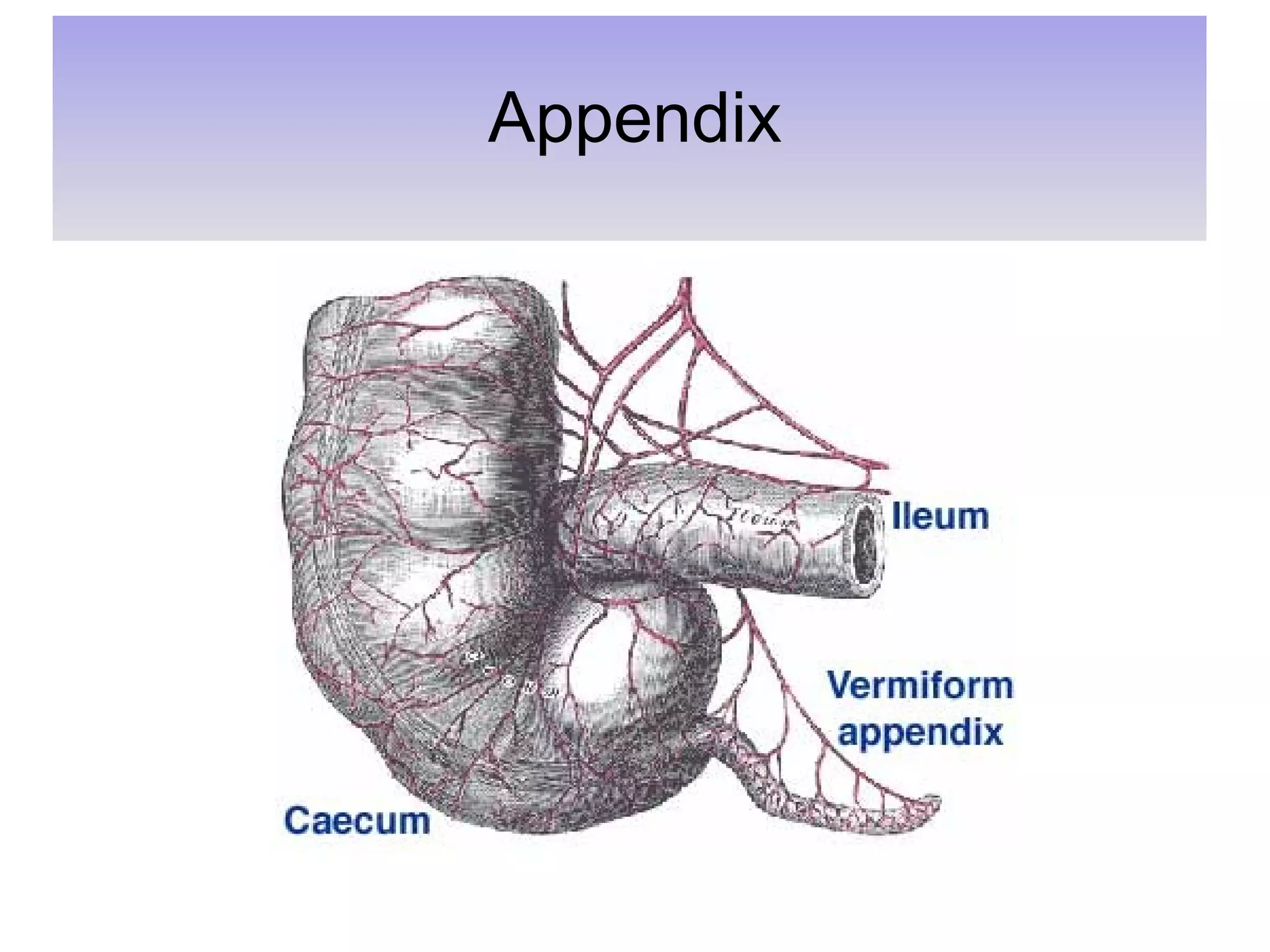 Appendix 