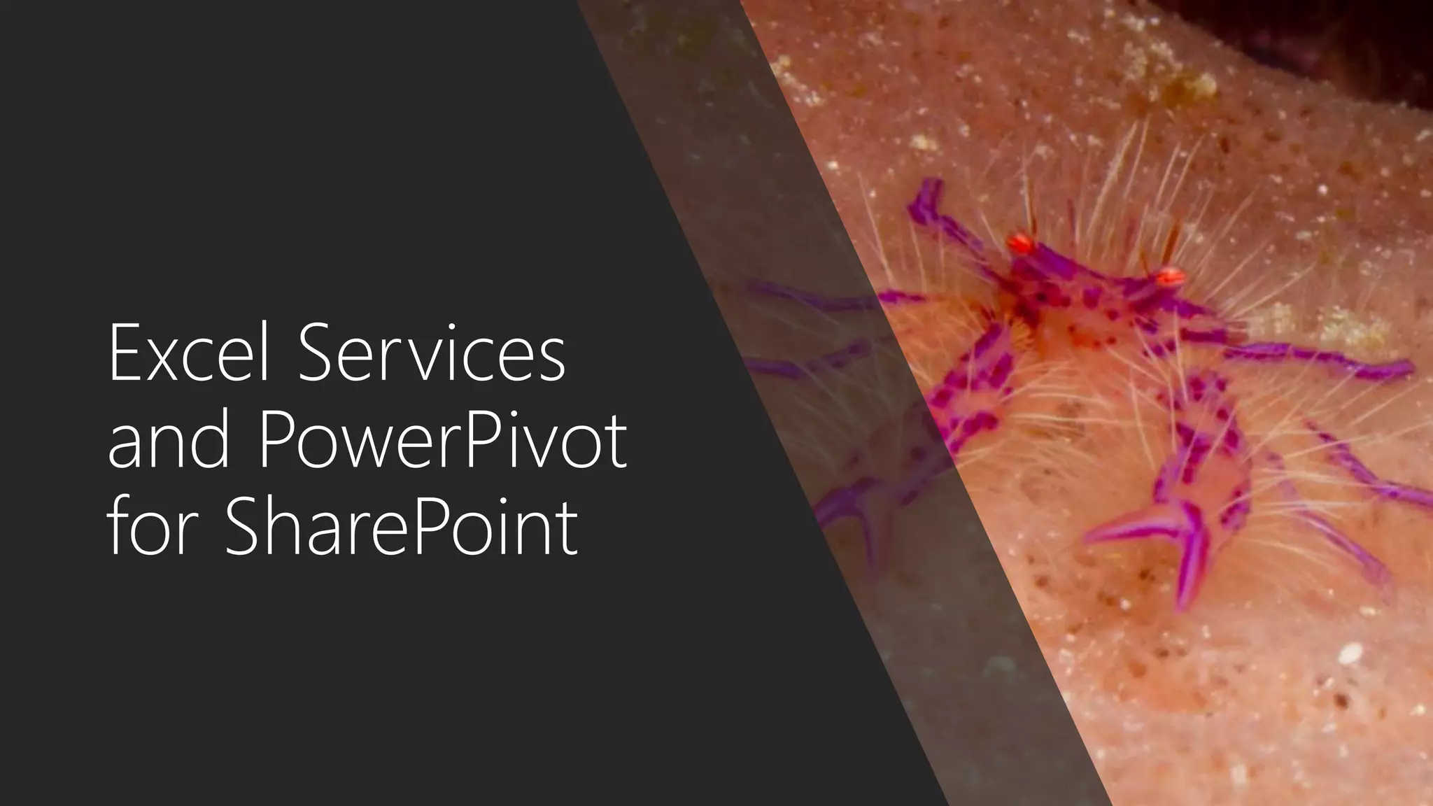 Excel Services
and PowerPivot
for SharePoint
 
