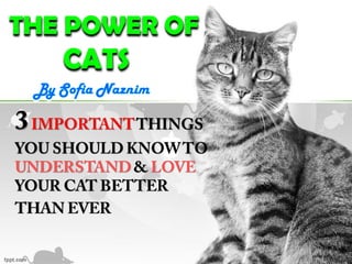 THE POWER OF
CATS
 