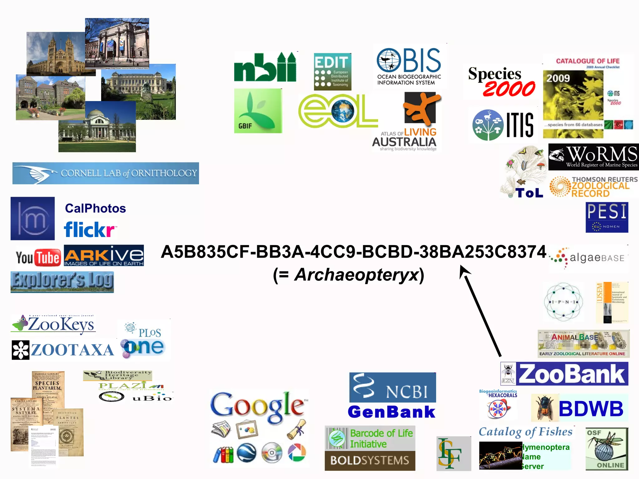 GenBank
Hymenoptera
Name
Server
BDWB
CalPhotos
ToL
A5B835CF-BB3A-4CC9-BCBD-38BA253C8374
(= Archaeopteryx)
 