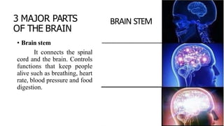 3 MAJOR PARTS
OF THE BRAIN
• Brain stem
It connects the spinal
cord and the brain. Controls
functions that keep people
alive such as breathing, heart
rate, blood pressure and food
digestion.
BRAIN STEM
 