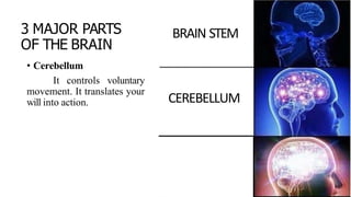3 MAJOR PARTS
OF THE BRAIN
• Cerebellum
It controls voluntary
movement. It translates your
will into action.
BRAIN STEM
CEREBELLUM
 