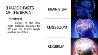 3 MAJOR PARTS
OF THE BRAIN
• Cerebrum
Largest of the three
brain sections, accounts for
85% of the brain’s weight
and has four lobes.
BRAIN STEM
CEREBELLUM
CEREBRUM
 