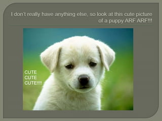I don’t really have anything else, so look at this cute picture of a puppy ARF ARF!!!CUTE CUTE CUTE!!!!