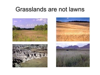 Grasslands are not lawns 