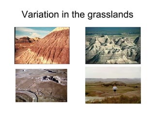 Variation in the grasslands 