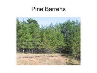 Pine Barrens 