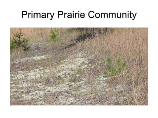 Primary Prairie Community 