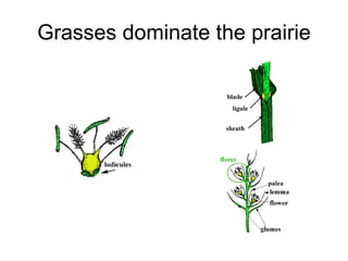 Grasses dominate the prairie 
