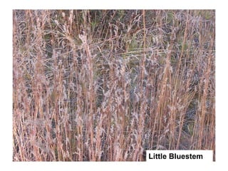 Little Bluestem 