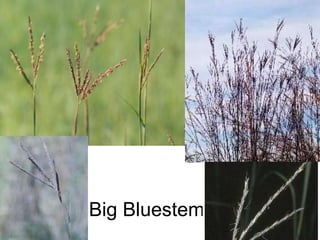 Big Bluestem 