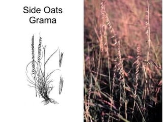 Side Oats Grama 