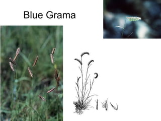 Blue Grama 