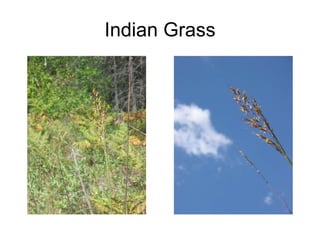 Indian Grass 