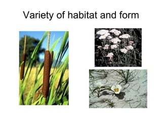 Variety of habitat and form 