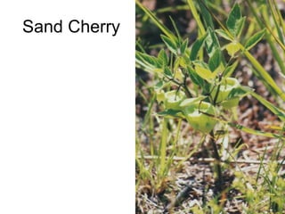 Sand Cherry 
