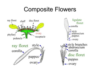 Composite Flowers 