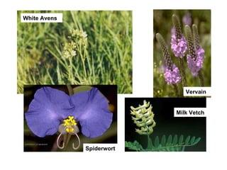 Spiderwort White Avens Vervain Milk Vetch 