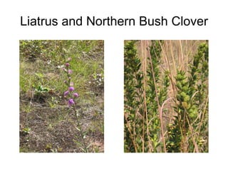 Liatrus and Northern Bush Clover 