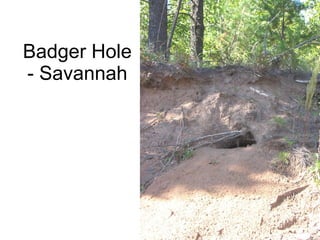 Badger Hole - Savannah 