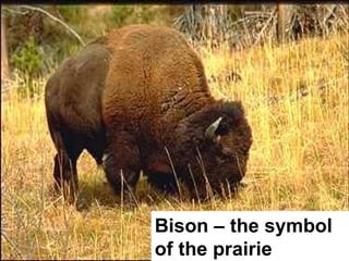 Bison – the symbol of the prairie 