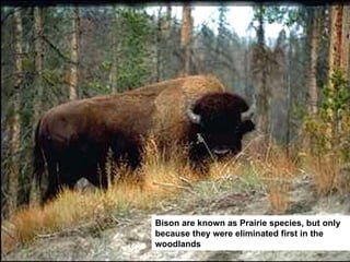 Bison are known as Prairie species, but only because they were eliminated first in the woodlands 