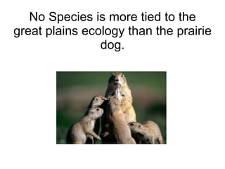 No Species is more tied to the great plains ecology than the prairie dog. 