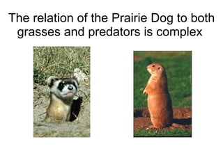 The relation of the Prairie Dog to both grasses and predators is complex  