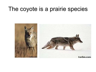 The coyote is a prairie species 