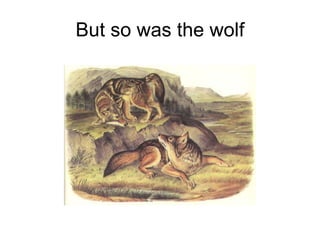 But so was the wolf 