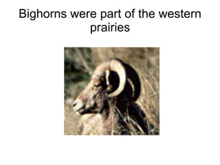 Bighorns were part of the western prairies 