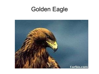 Golden Eagle 
