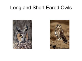 Long and Short Eared Owls 