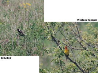 Western Tanager Bobolink 