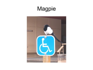 Magpie 