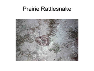 Prairie Rattlesnake 