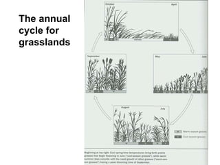 The annual cycle for grasslands 