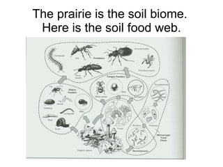 The prairie is the soil biome.  Here is the soil food web. 